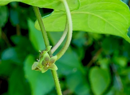 	Matelea maritima