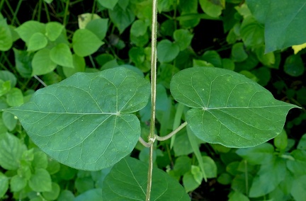 	Matelea maritima