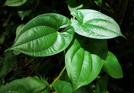 	Dioscorea alata