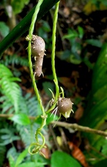 	Dioscorea alata