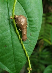 	Dioscorea alata