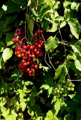 	Solanum seaforthianum