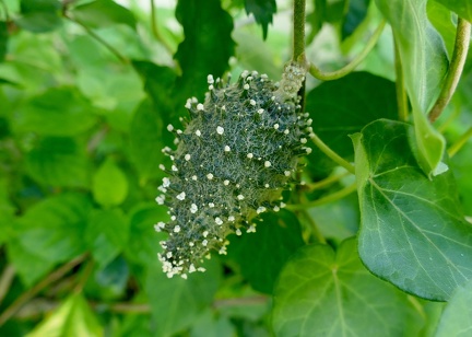 	Matelea maritima