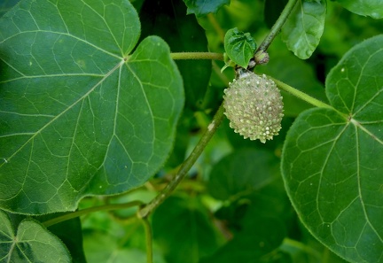 	Matelea maritima