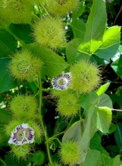 Passiflora foetida