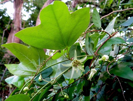 Passiflora suberosa