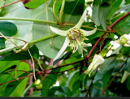 Passiflora suberosa