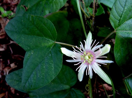 Passiflora rubra