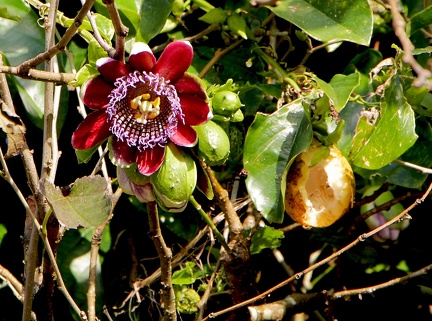 Passiflora quadrangularis