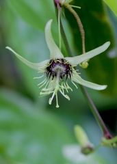 Passiflora suberosa