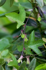 Passiflora suberosa