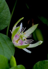 Passiflora rubra