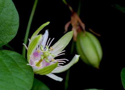 Passiflora rubra