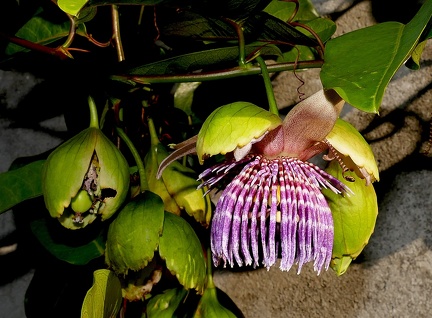 Passiflora laurifolia