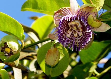 Passiflora laurifolia