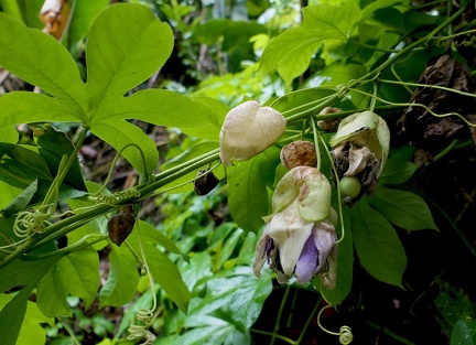 Passiflora serrato-digitata  