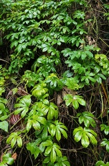 Passiflora serrato-digitata  