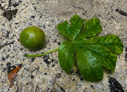 Passiflora serrato-digitata  