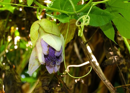 Passiflora serrato-digitata  