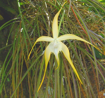 	Brassavola cucullata