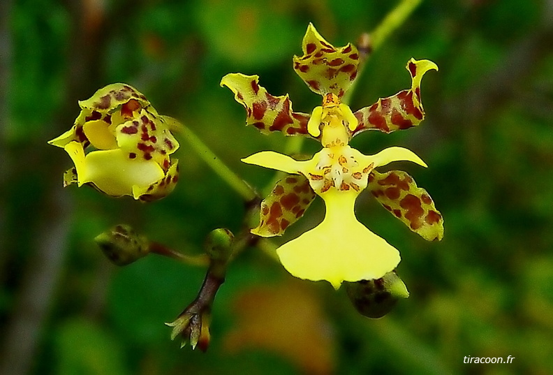 	Trichocentrum cebolleta	