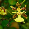 	Trichocentrum cebolleta	