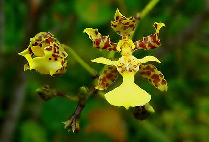 	Trichocentrum cebolleta	