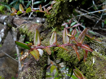 	Epidendrum strobiliferum	