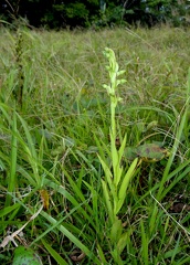 	Habenaria alata