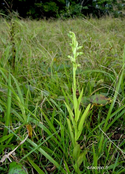 	Habenaria alata