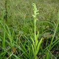 	Habenaria alata