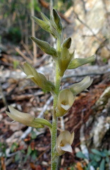 	Sacoila lanceolata	