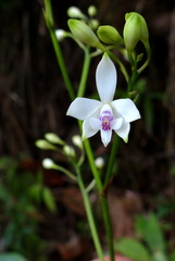 	Epidendrum patens	