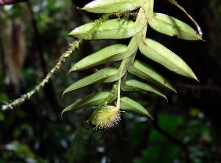 	Dichaea pendula	