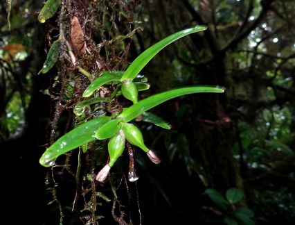 	Epidendrum antillanum	