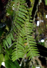 	Dichaea pendula	