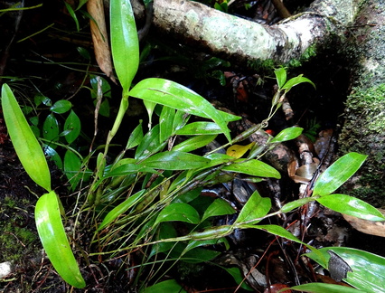 	Scaphyglottis dunstervillei	