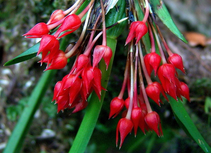 	Ornithidium coccineum	