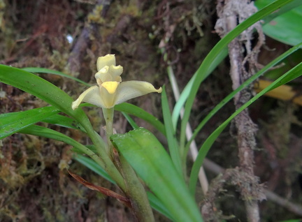 	Maxillaria meridensis	