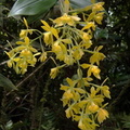 	Epidendrum mutelianum	