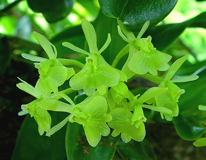 	Epidendrum difforme	