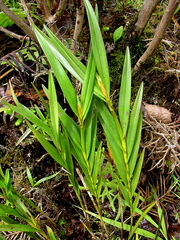 	Scaphyglottis punctulata	