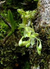 	Epidendrum vincentinum	