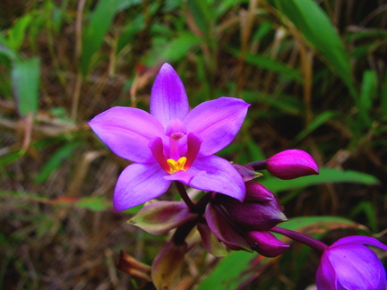 	Spathoglottis plicata	