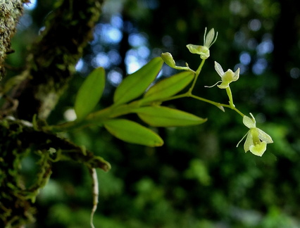 	Epidendrum vincentinum	