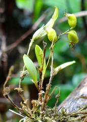 	Trichosalpinx dura	