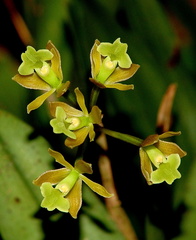 	Epidendrum anceps	