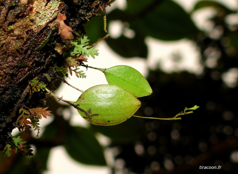 	Lepanthes dussii	