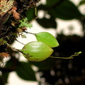 	Lepanthes dussii	