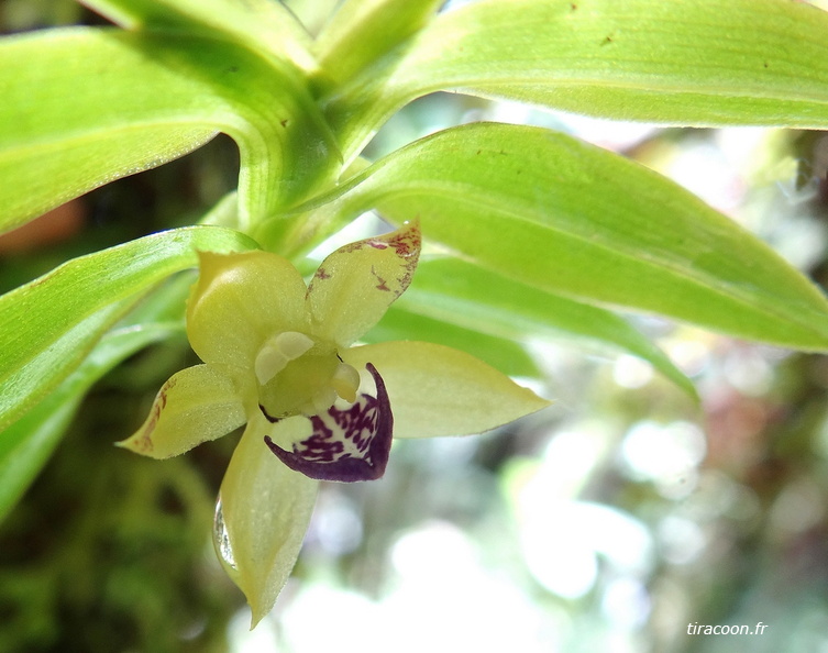 	Dichaea pendula	